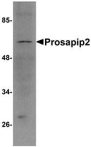 Prosapip2 Rabbit Polyclonal Antibody