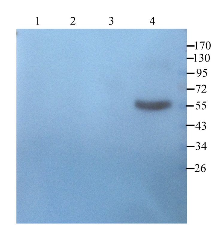 Prostaglandin E synthase 2 antibody