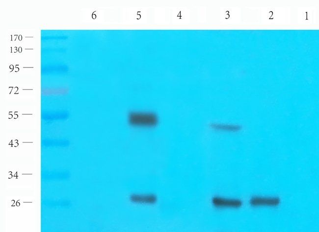 Protein FEV Rabbit Polyclonal Antibody