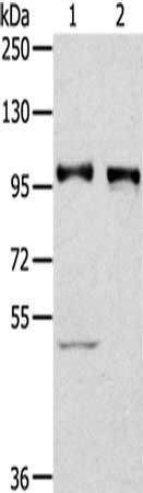 PROX1 Antibody