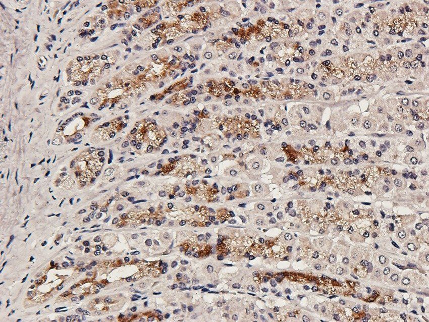 PRRT1 Rabbit Polyclonal Antibody