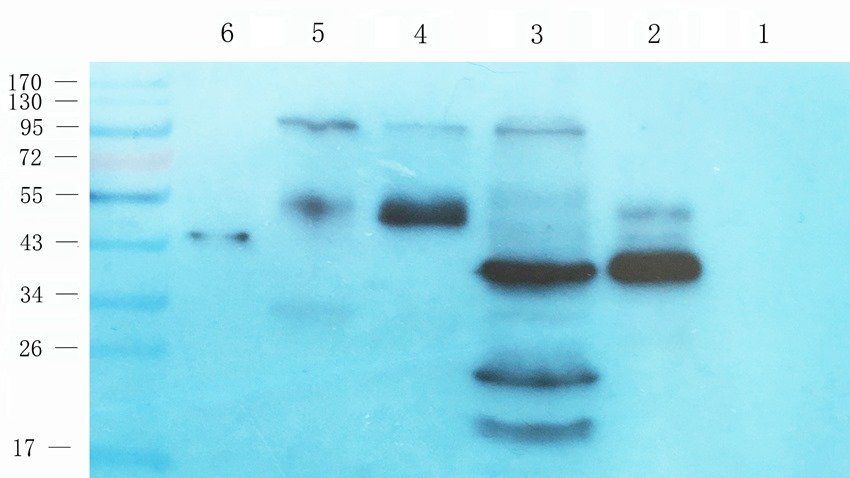 PRRT1 Rabbit Polyclonal Antibody