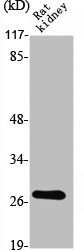 PSCA Antibody