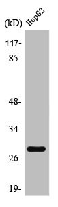 PSCA Antibody