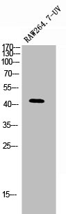 PSEN1 Antibody