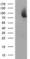 PSMA2 Antibody