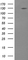 PSMA4 Antibody