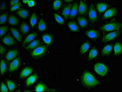 PSMA4 Antibody