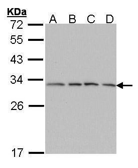 proteasome subunit alpha 7 Antibody