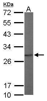 proteasome subunit alpha 7 Antibody
