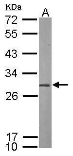 proteasome subunit alpha 7 Antibody