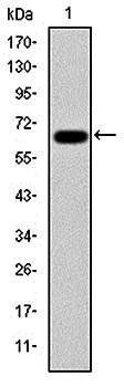 PSMB8 Antibody