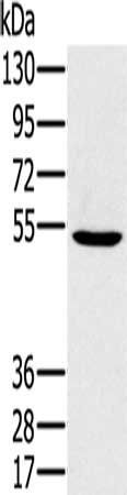PSMC1 Antibody