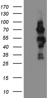 PSMC3 Antibody