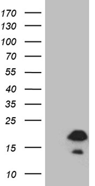 PSMC3 Antibody