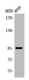 PSMD2 Antibody