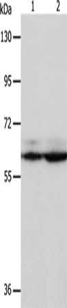 PSMD3 Antibody