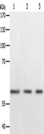 PSMD3 Antibody