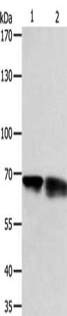 PSMD3 Antibody