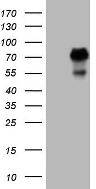 PSMG2 Antibody