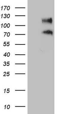PSMG2 Antibody