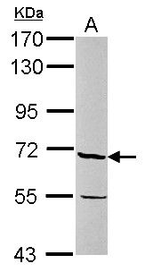PSR Rabbit Polyclonal Antibody