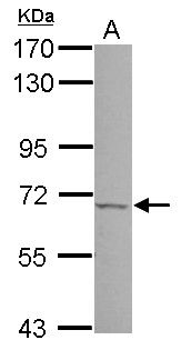 PSR Rabbit Polyclonal Antibody
