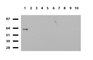 PTF1A Antibody
