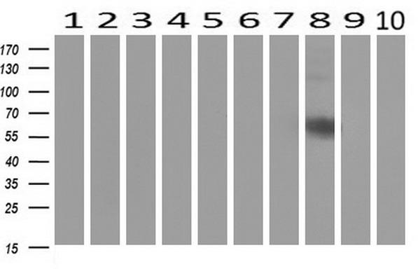PTF1A Antibody