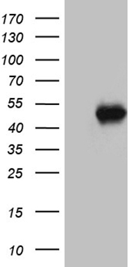 PTF1A Antibody