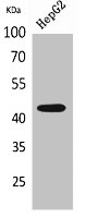 PTGER1 Antibody