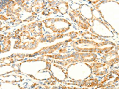 PTGES3 Antibody