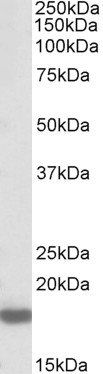 Pleiotrophin/PTN Antibody