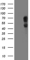 PTPN1 Antibody
