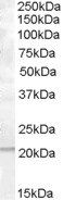 PTP4A1/PRL-1 Antibody