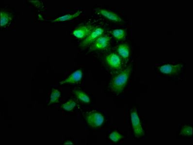 PTP4A2 Antibody