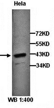PTPA Rabbit Polyclonal Antibody
