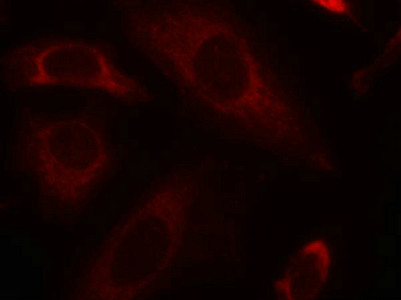 PTPN11 Antibody