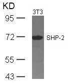PTPN11 Antibody