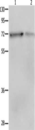 PTPN11 Antibody