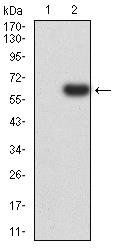 PTPN14 Antibody