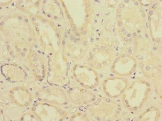 PTPN4 Antibody