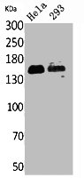 PTPRJ Antibody