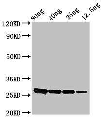 ptsH Antibody