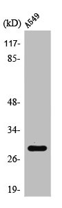 PTTG1 Antibody