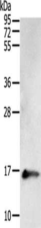 PVALB Antibody