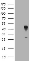 PVRL1 Antibody