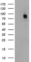 PVRL1 Antibody