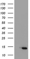 PVRL1 Antibody