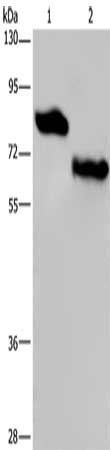 NECTIN3 Antibody